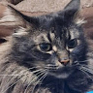 Meet your Posher, Mallory